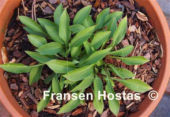 Hosta Green Guppy